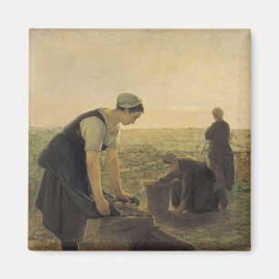 The Potato Harvest Magnet