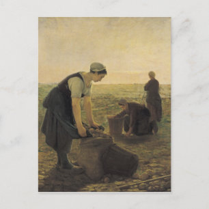 The Potato Harvest Postcard