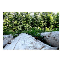 The Power of Forests