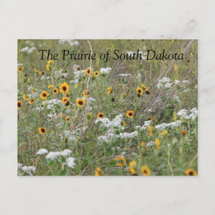 The Prairie of South Dakota Postcard