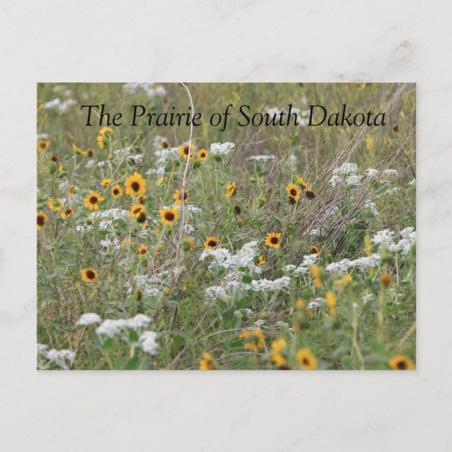 The Prairie of South Dakota Postcard (Front)