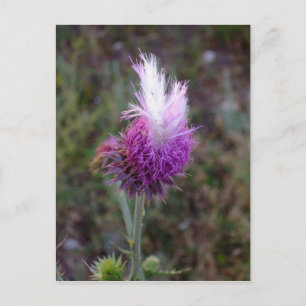 The Prickly Punk Postcard