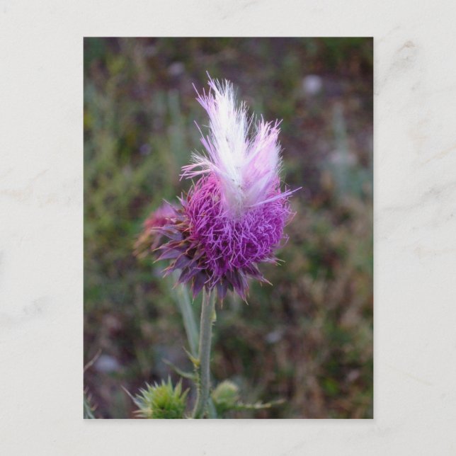 The Prickly Punk Postcard (Front)