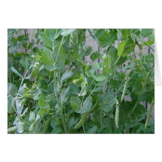 The Princess and the Pea