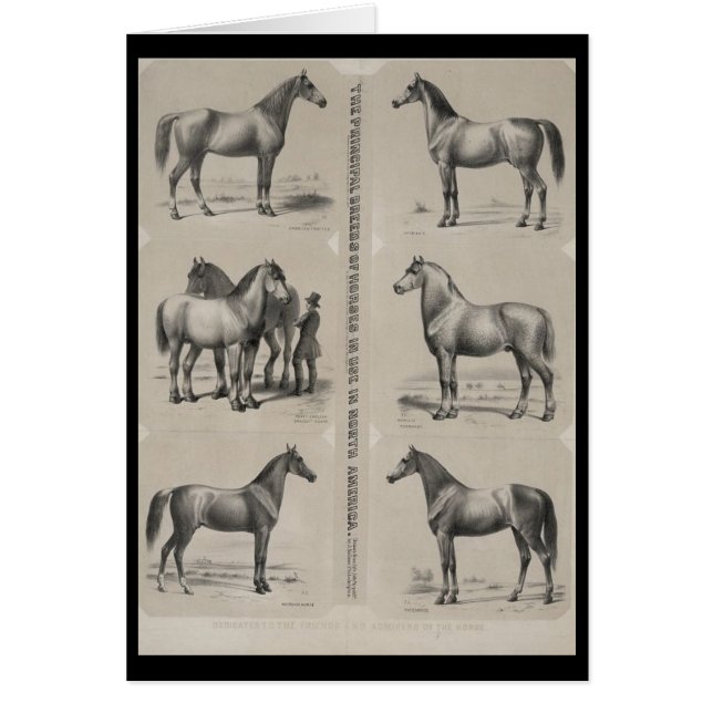 The Principal breeds of horses in use (Front)