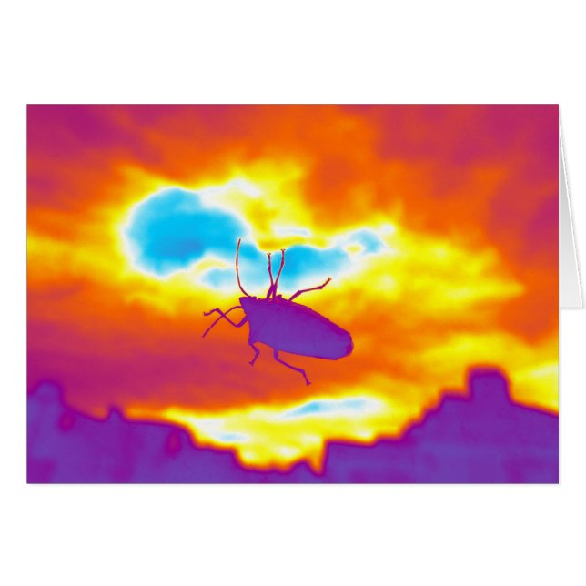 The Psychedelic Bug (Front Horizontal)