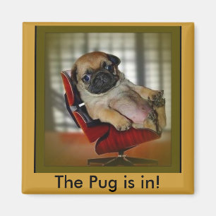 The Pug is in! Magnet