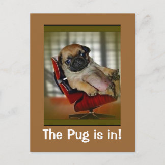 The Pug is in! Postcard