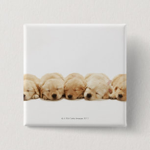 The puppies of the golden retriever 15 cm square badge