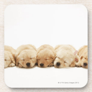 The puppies of the golden retriever coaster