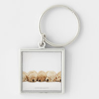 The puppies of the Golden Retriever