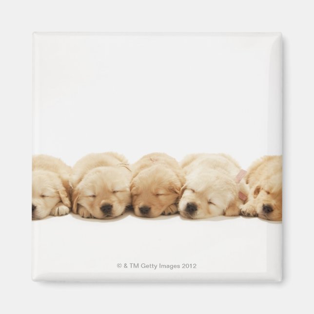 The puppies of the golden retriever magnet (Front)