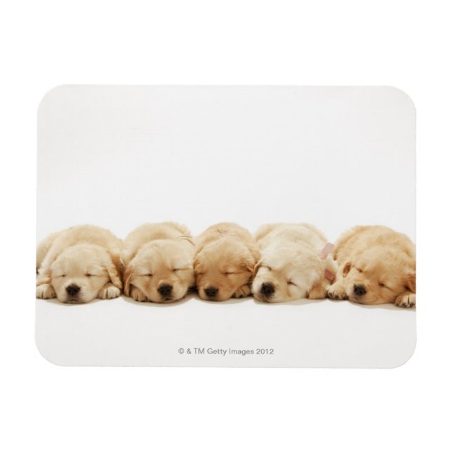 The puppies of the Golden Retriever Magnet (Horizontal)