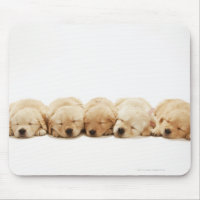 The puppies of the Golden Retriever