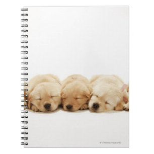 The puppies of the Golden Retriever Notebook