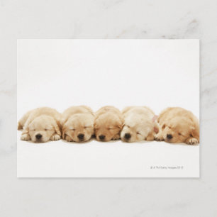 The puppies of the golden retriever postcard