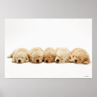 The puppies of the golden retriever