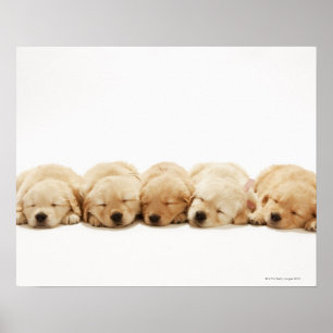 The puppies of the Golden Retriever Poster