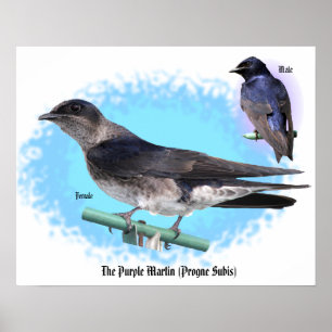 The Purple Martin Poster