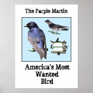 The Purple Martin Poster