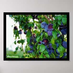 The Purple Plum Tree Poster
