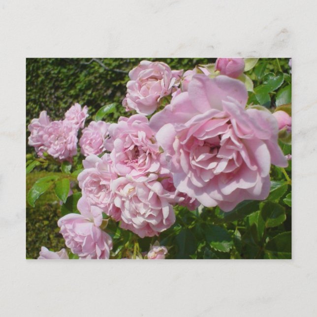 The Queen Of Sweden Roses Postcard (Front)