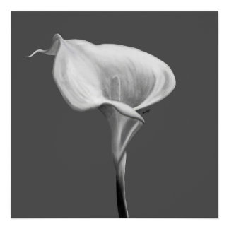 The Quiet Bloom — Black & White Calla Lily  Poster