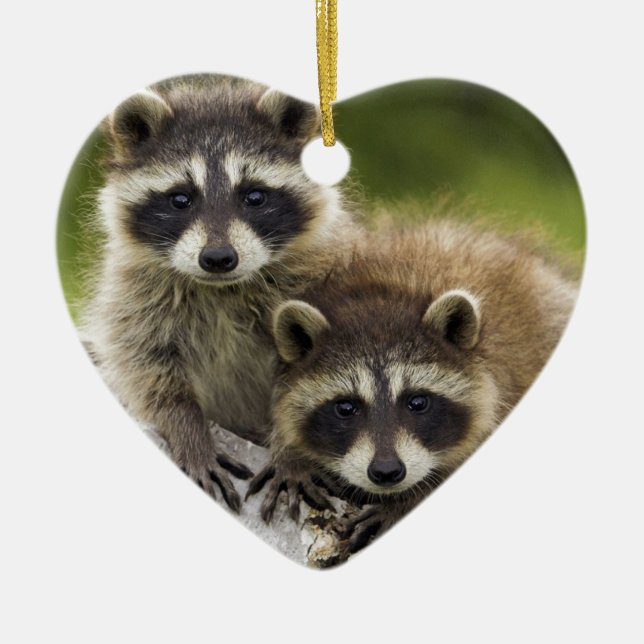 The Racoon Couple Ceramic Ornament (Front)