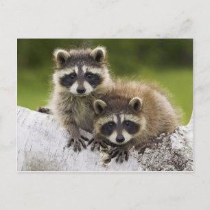 The Racoon Couple Postcard
