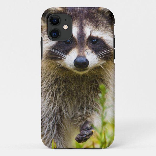 The racoon, Procyon lotor Case-Mate iPhone Case (Back)