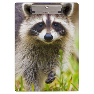 The racoon, Procyon lotor Clipboard