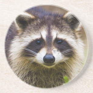 The racoon, Procyon lotor Coaster