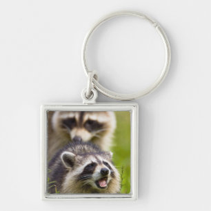The racoon, Procyon lotor, is a widespread, Key Ring