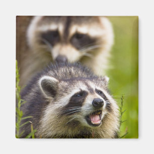 The racoon, Procyon lotor, is a widespread, Magnet