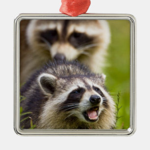 The racoon, Procyon lotor, is a widespread, Metal Ornament