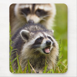 The racoon, Procyon lotor, is a widespread, Mouse Pad
