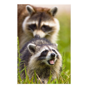The racoon, Procyon lotor, is a widespread, Photo Print