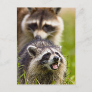 The racoon, Procyon lotor, is a widespread, Postcard