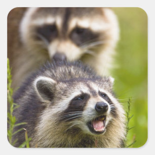 The racoon, Procyon lotor, is a widespread, Square Sticker