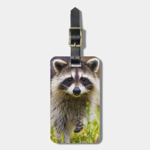 The racoon, Procyon lotor Luggage Tag