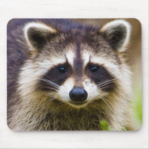 The racoon, Procyon lotor Mouse Pad