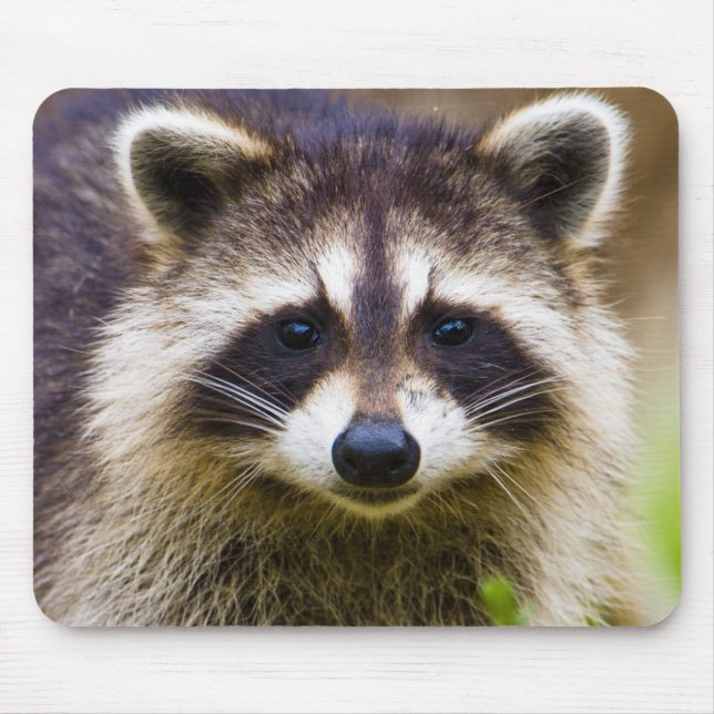 The racoon, Procyon lotor Mouse Pad (Front)