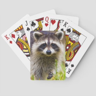 The racoon, Procyon lotor Playing Cards