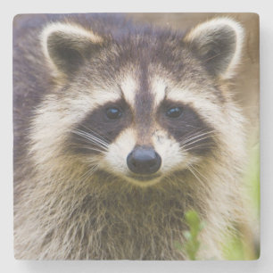 The racoon, Procyon lotor Stone Coaster