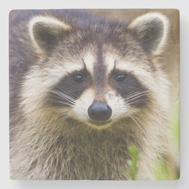 The racoon, Procyon lotor Stone Coaster (Front)