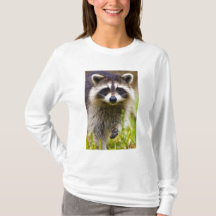 The racoon, Procyon lotor T-Shirt
