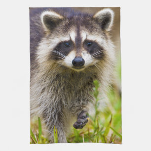 The racoon, Procyon lotor Tea Towel