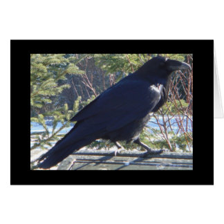the Raven