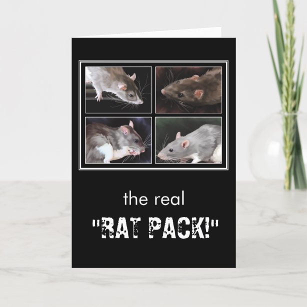 Rat Pack Ts On Zazzle Au