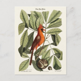 The Red Bird Postcard